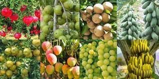 सोलापूर जिल्ह्यात रोजगार हमी योजनेतून फळबाग लागवडीला मोठा प्रतिसाद; १२,१७२ लाभार्थी, पंढरपुरात सर्वाधिक तर उत्तर सोलापूर सर्वात मागे 